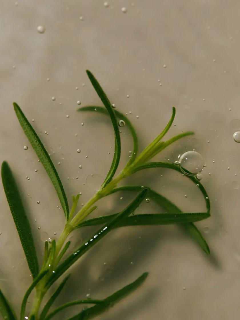 Rosemary in shampoo texture photograph.