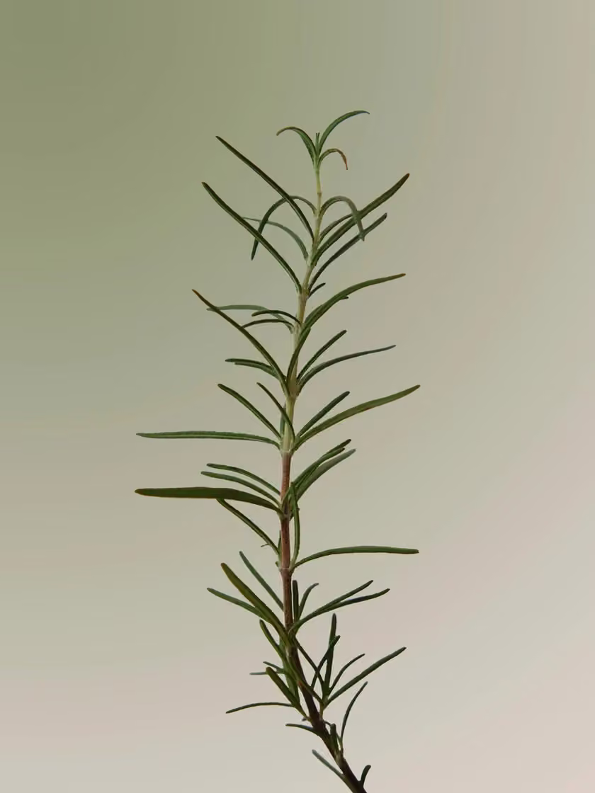 Rosemary ingredient photograph.