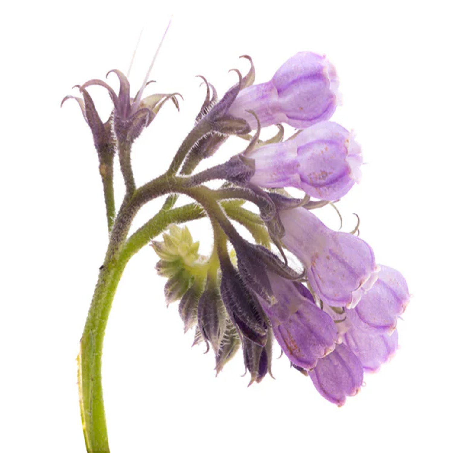 Allantoin ingredient photograph.