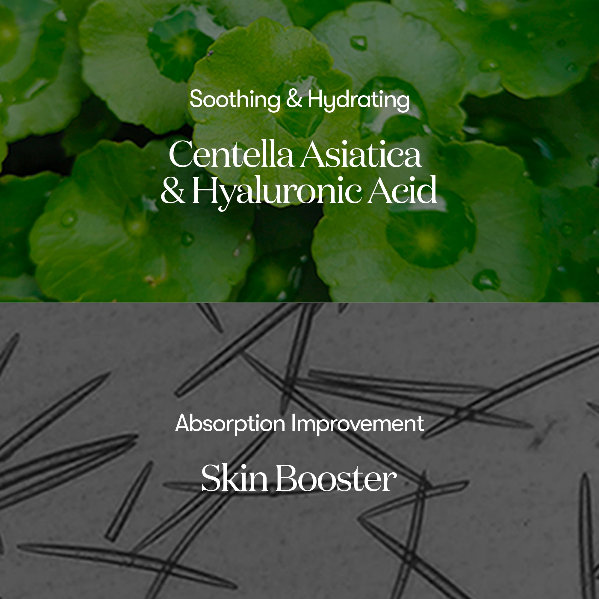 Centella, hyaluronic acid and Cica Reedle ingredient illustration.
